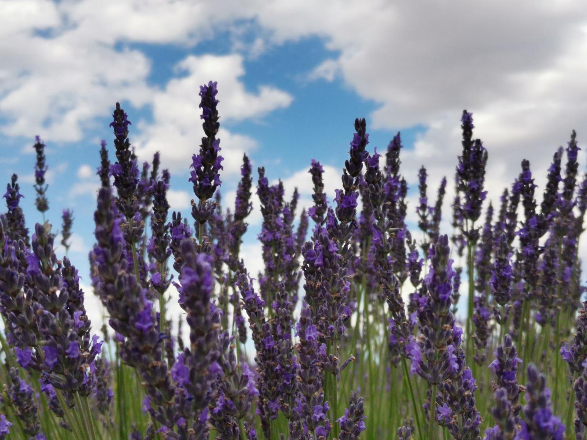 En Provence Lavande Vakantiehuis Modene