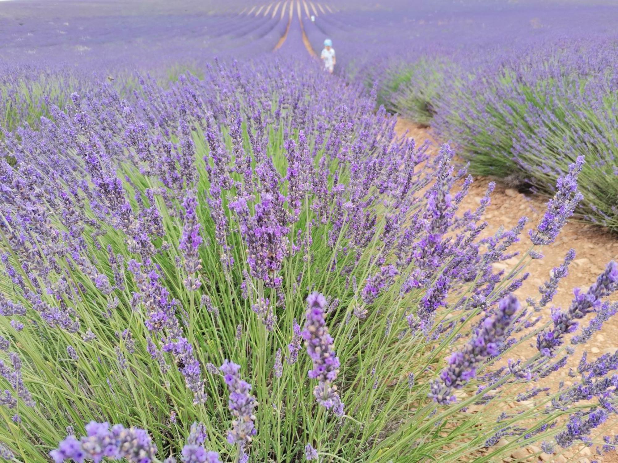 En Provence Lavande Vakantiehuis *