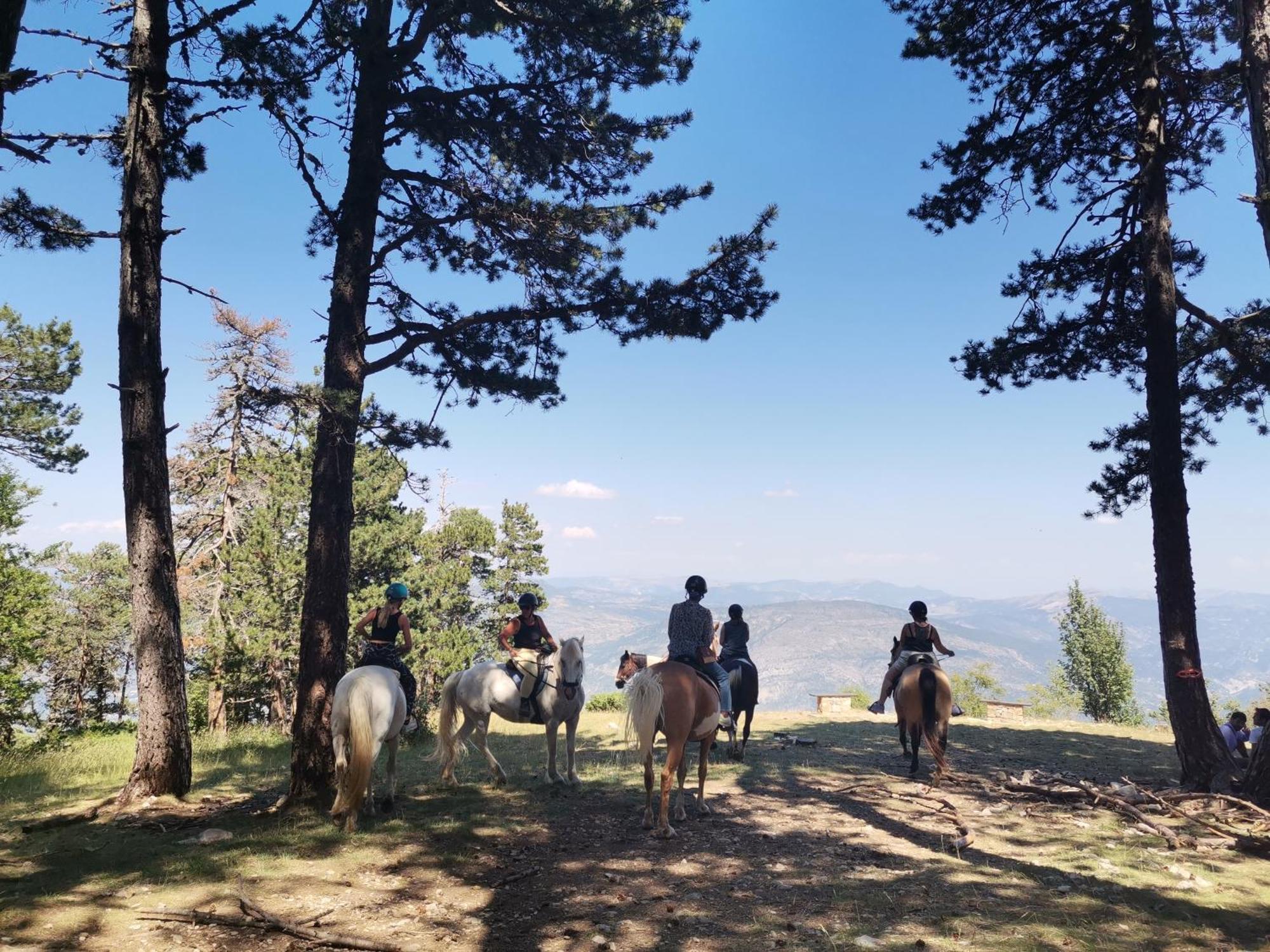 En Provence Lavande * Modene
