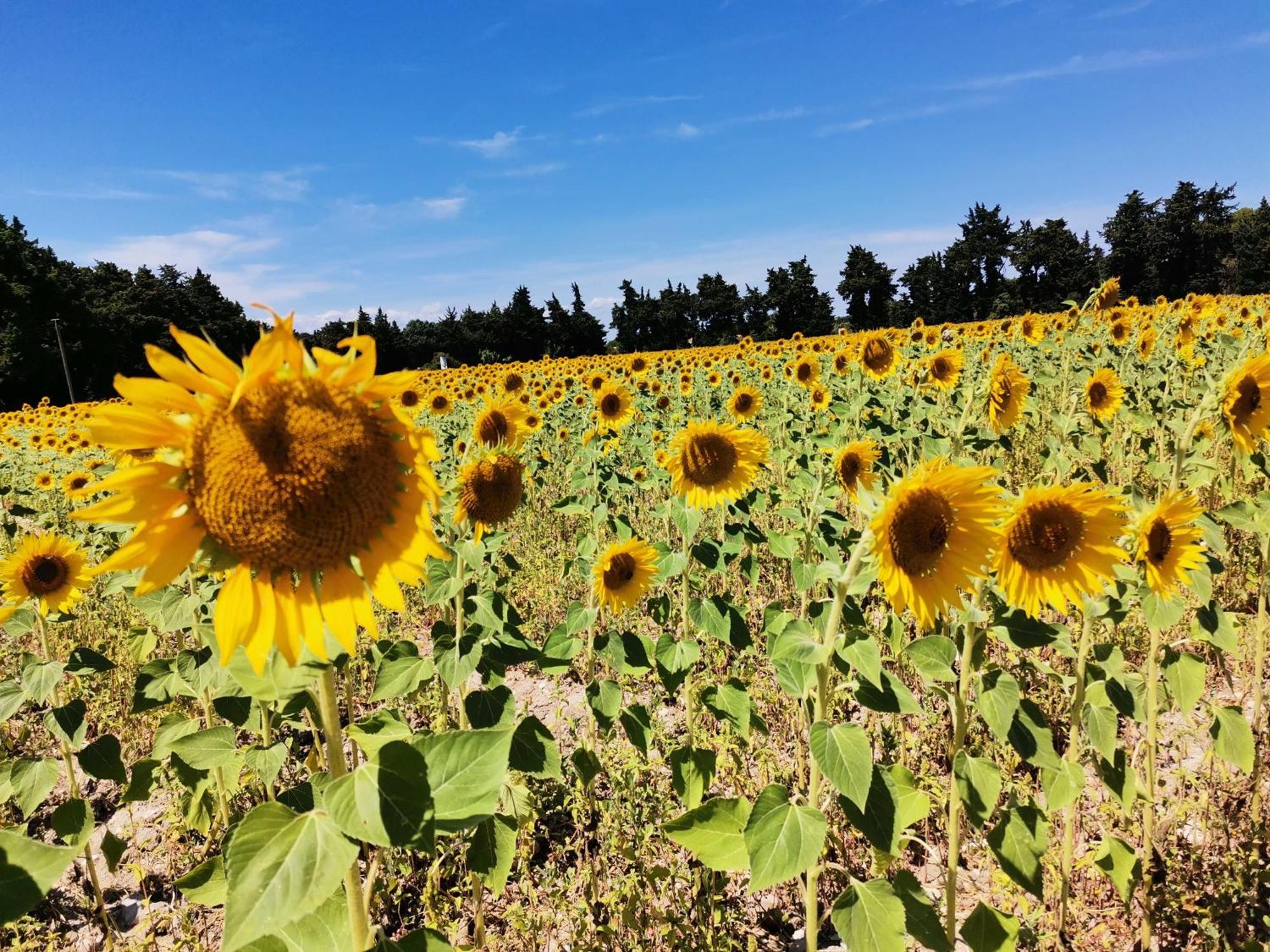En Provence Lavande Modene