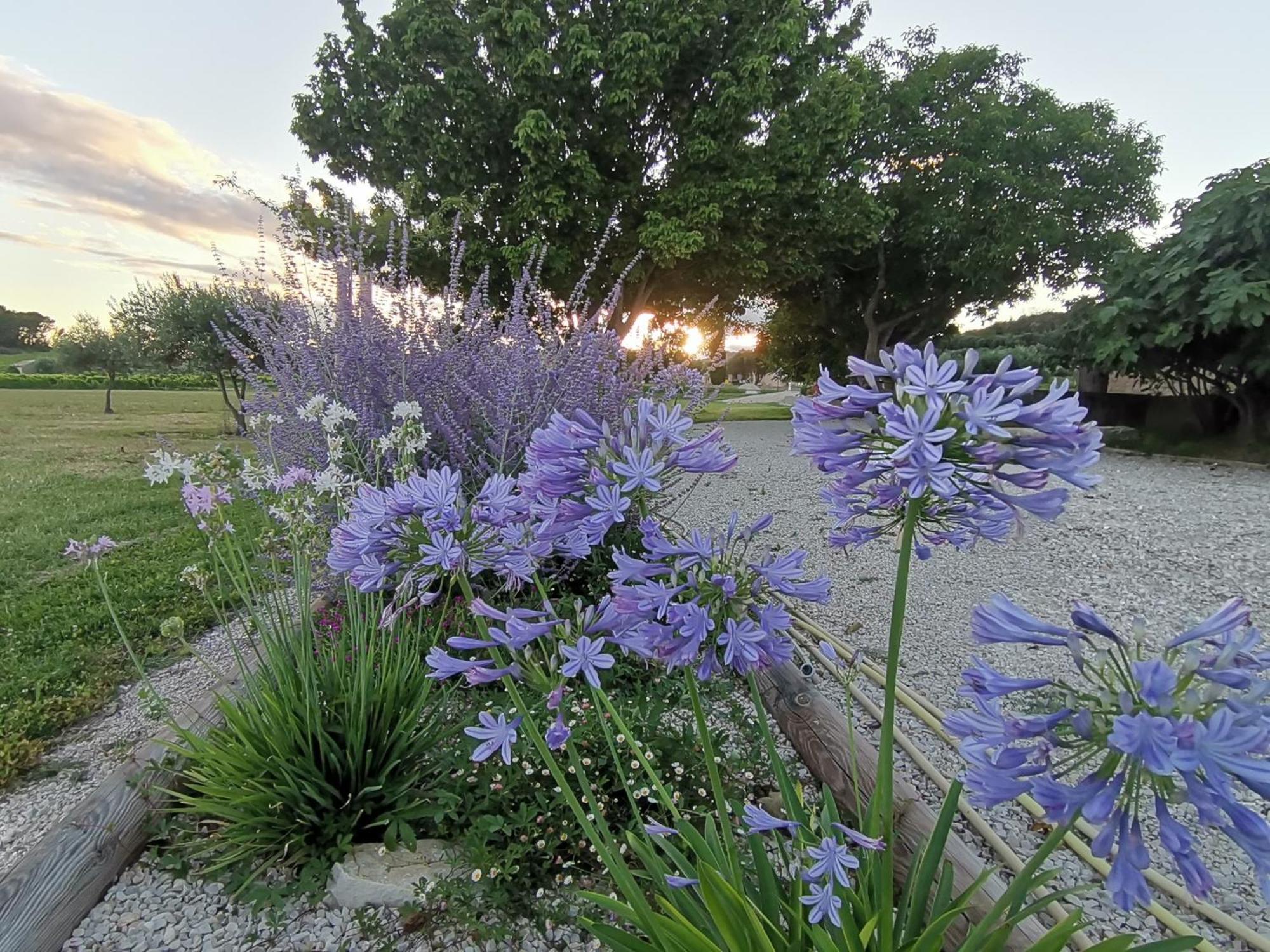 En Provence Lavande *